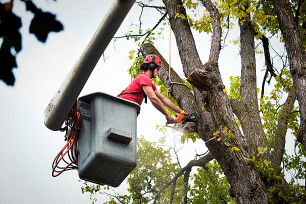 Best Firewood Processing and Delivery  in Elkhart, IN